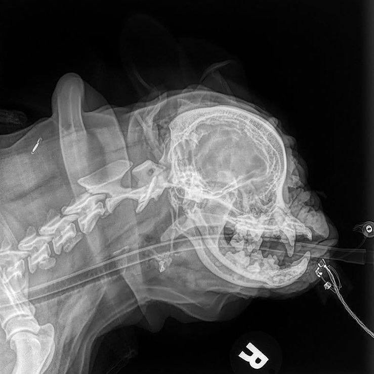 Kristy Beck on Instagram: "Have you ever seen an x-ray of a pug? Whilst ...