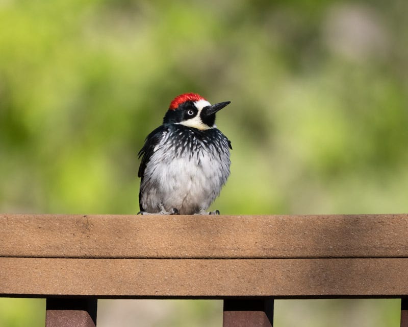 20250430-Chiricahuas-244-Edit.jpg 20250430-Chiricahuas-244-Edit.jpg