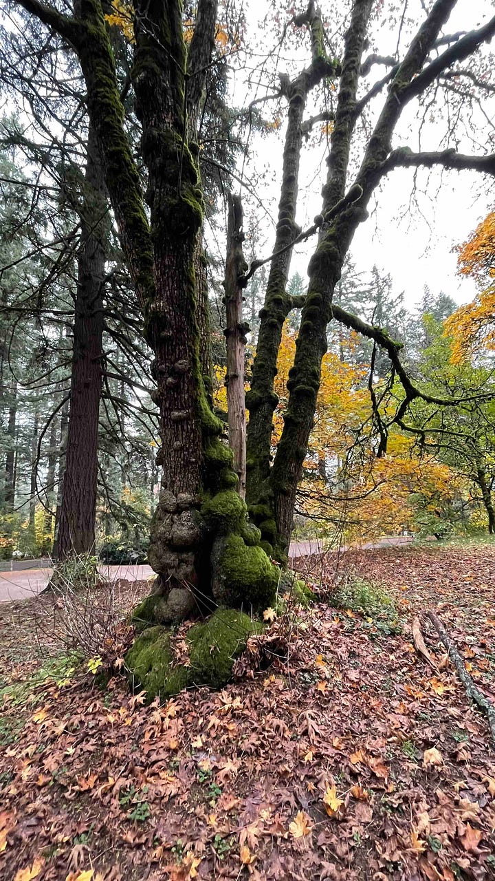 Image 1: The base and roots of a tree with a tiny fairy size structure built as if an entrance to a home; Image 2- The bottom half of a tree with bulbous protrusions and vibrant green moss on a cloudy day