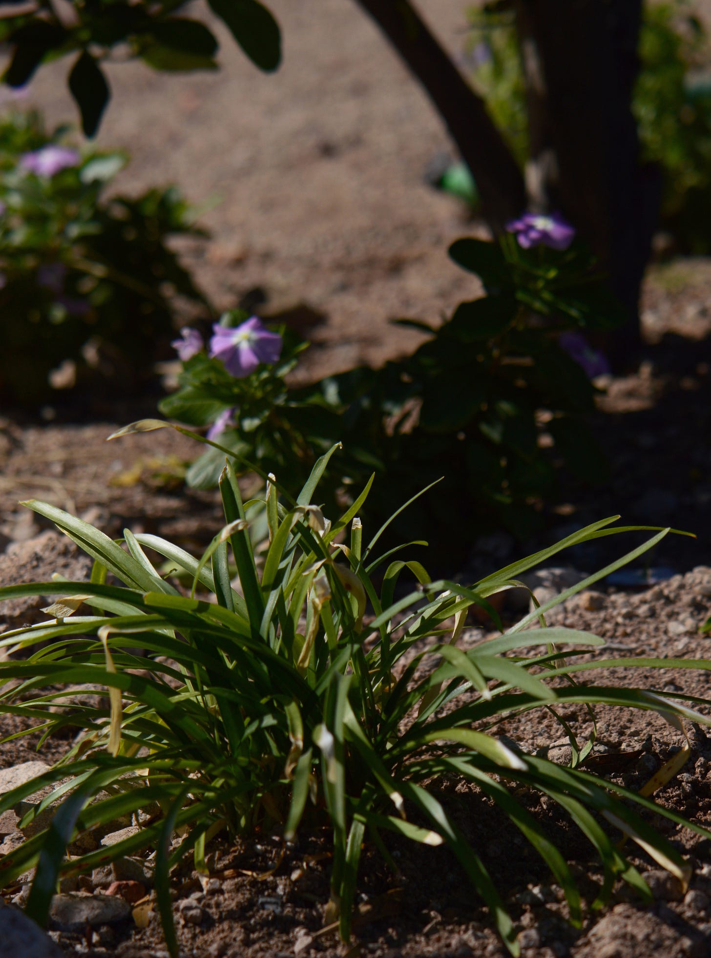 foliage of newly planted Agapanthus Peter Pan