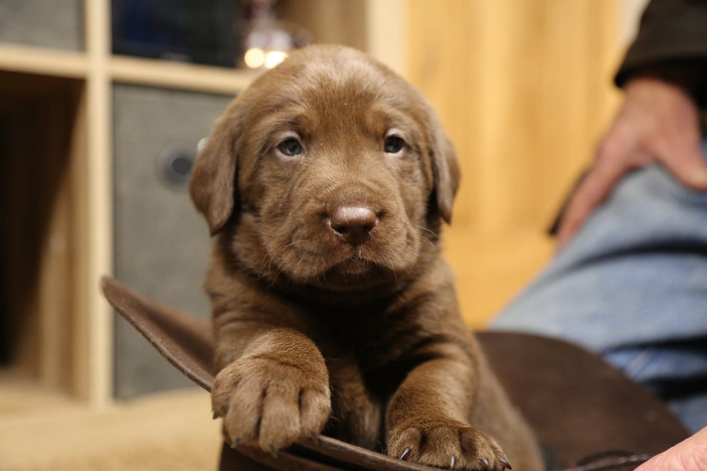Chocolate Labrador puppy in a hat Chocolate Labrador puppy in a hat