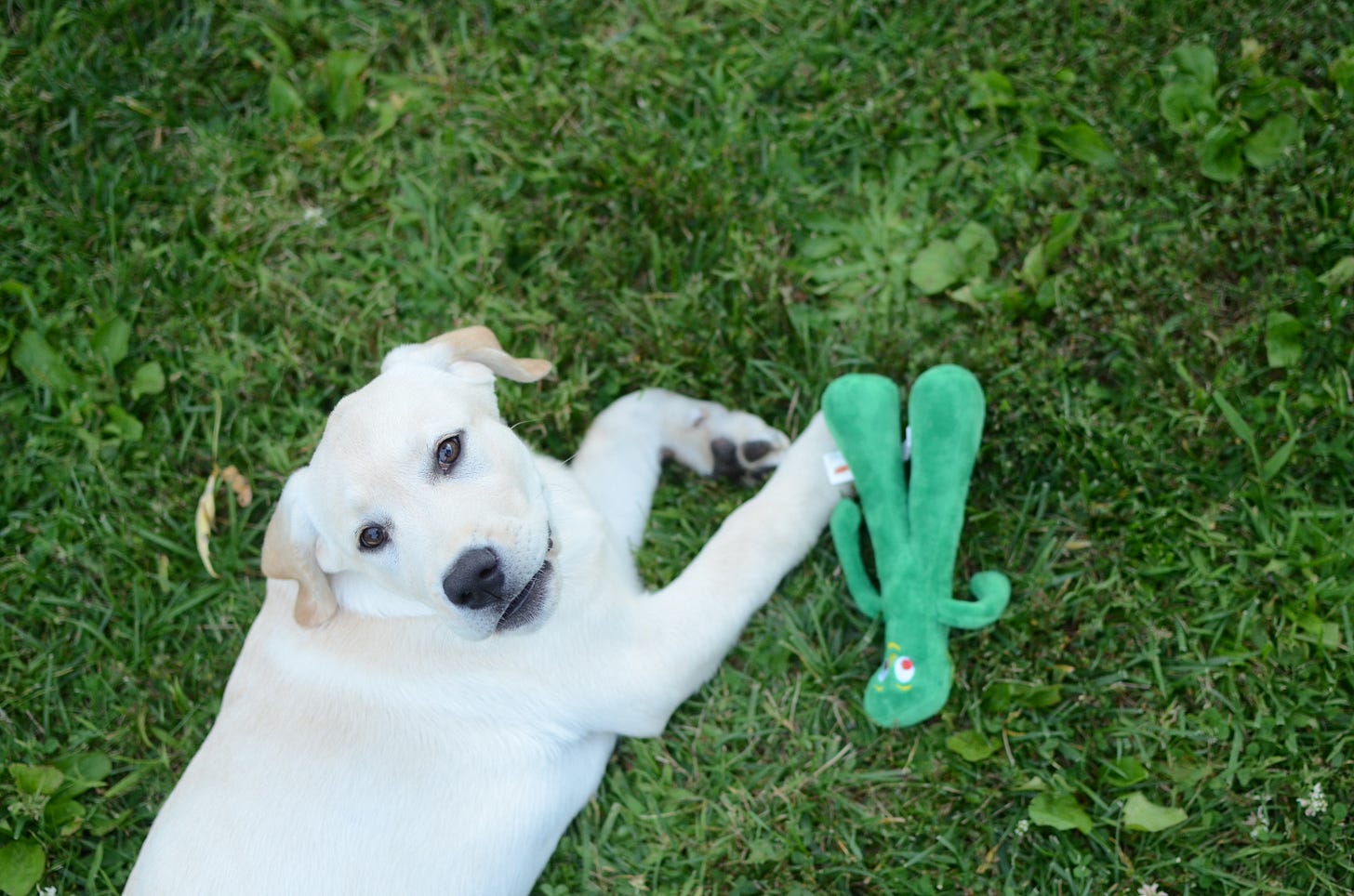 A yellow Labrador retriever rests in the grass next to a toy Gumby. 