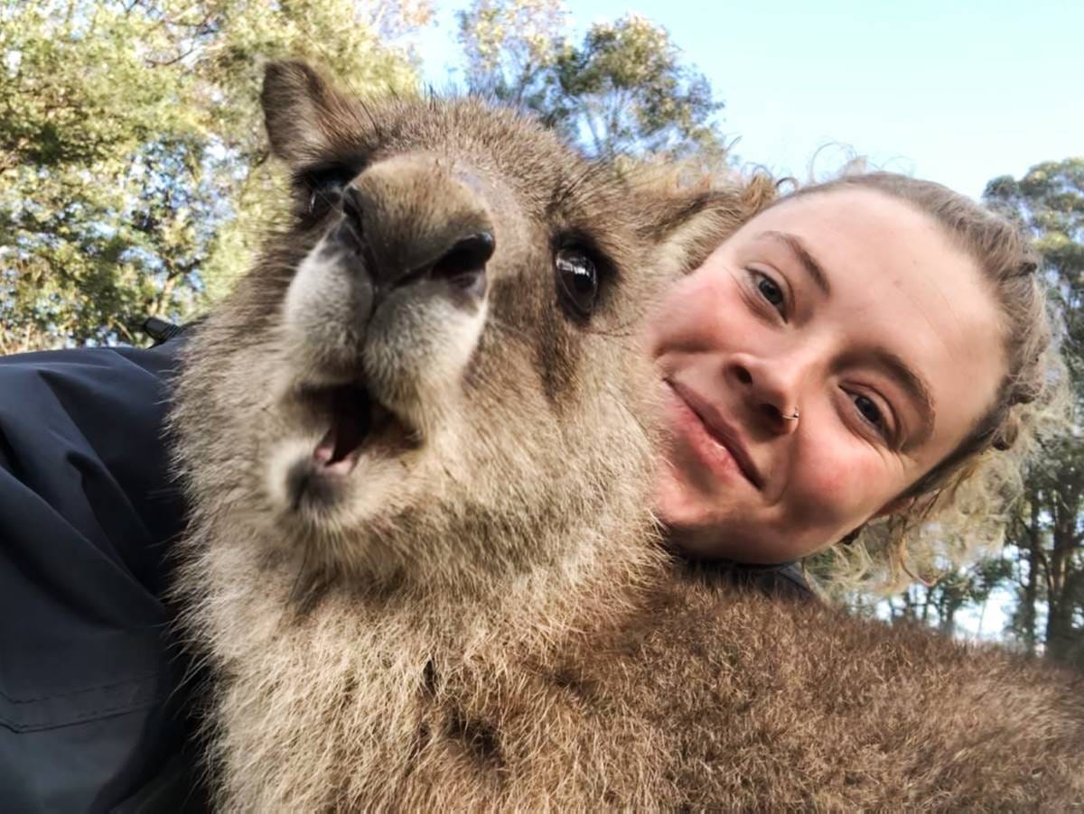 melinda kerr and vinnie the rescue kangaroo in the blue mountains