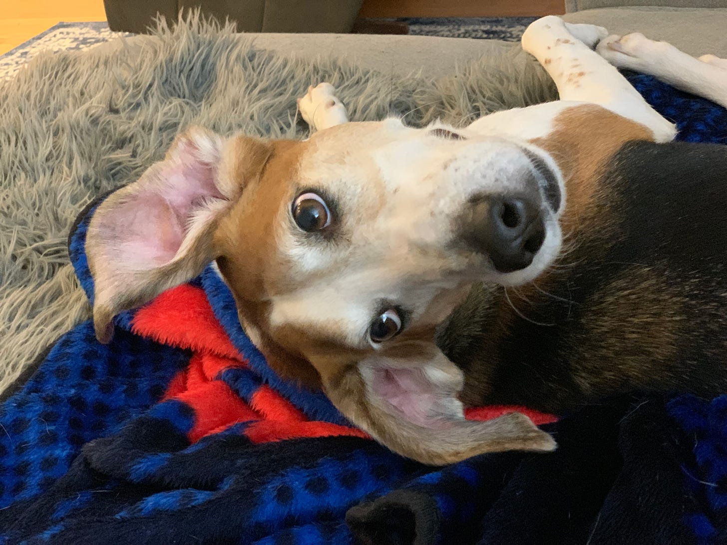 A white, black and brown American Foxhound lays on the couch and looks backwards with his head upside down. His ears are inside out and hanging like bat ears.