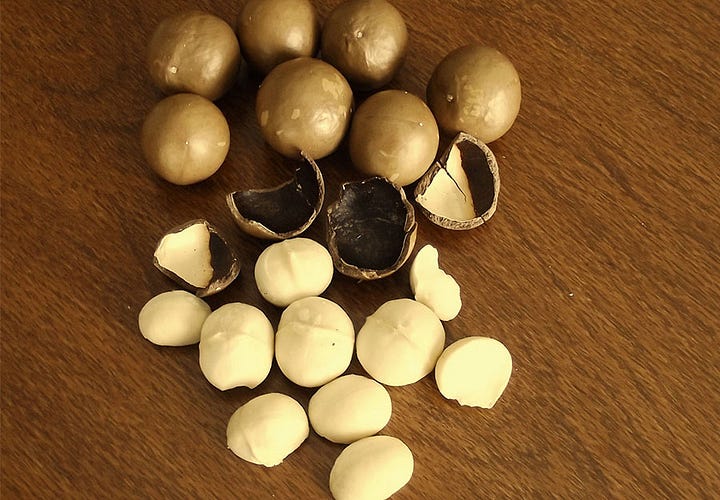 A gallery of MCT-1 cultivar macadamia nuts and tree structure as supplied by TopNut