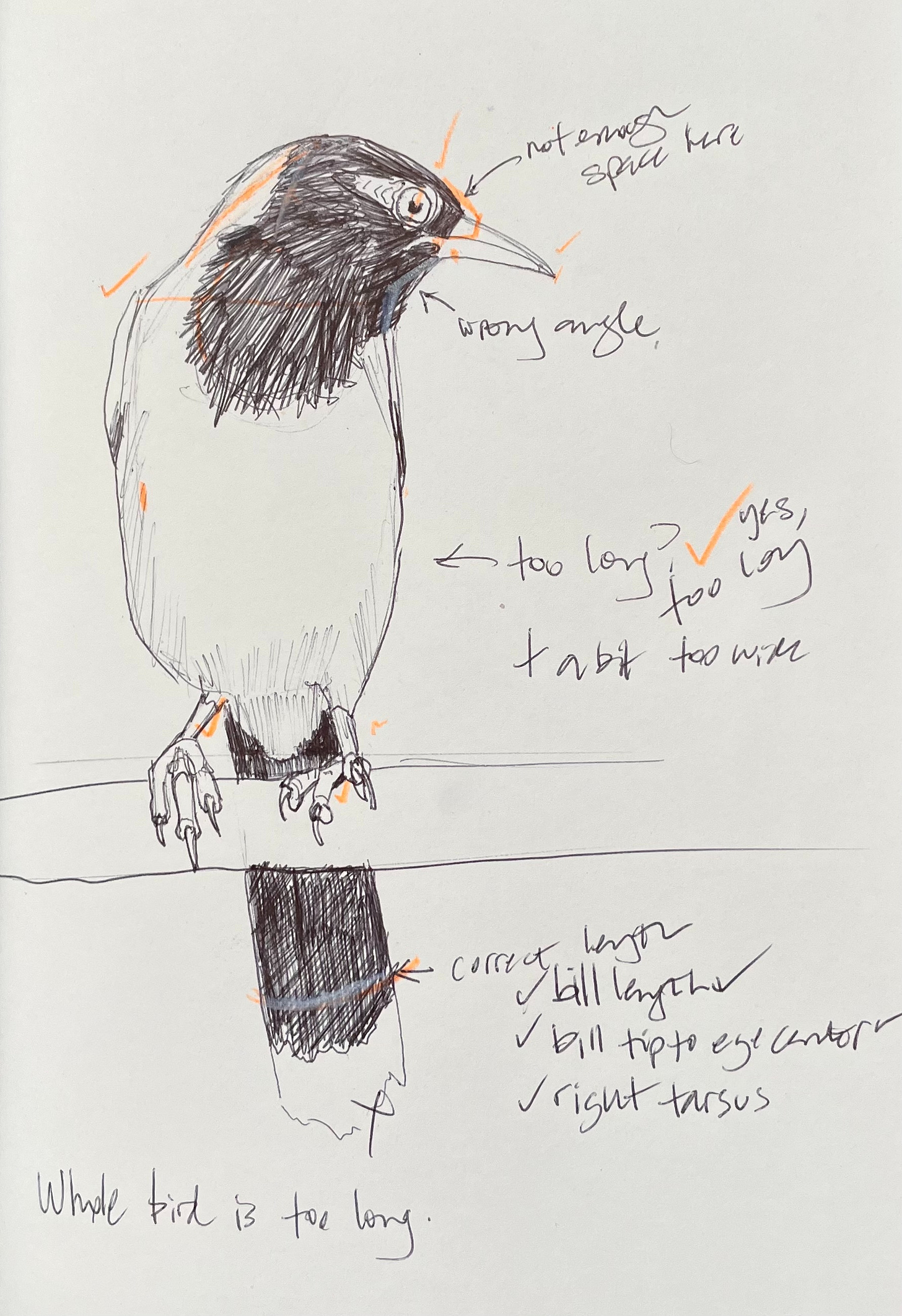 Ballpoint bird sketch with handwritten notes pointing out areas for improvement.