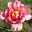 Peony Rose Julie's avatar