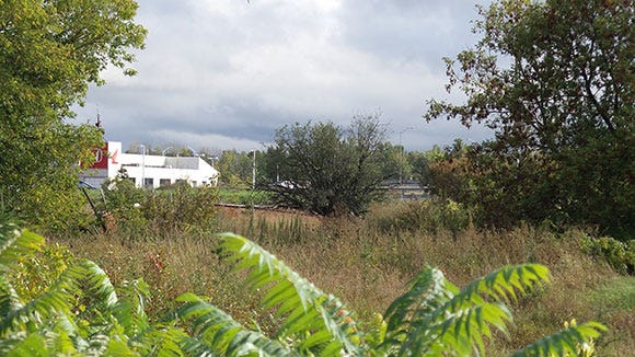 The Burroughs tree, as seen from the south side of Tanger Outlets. September 2015