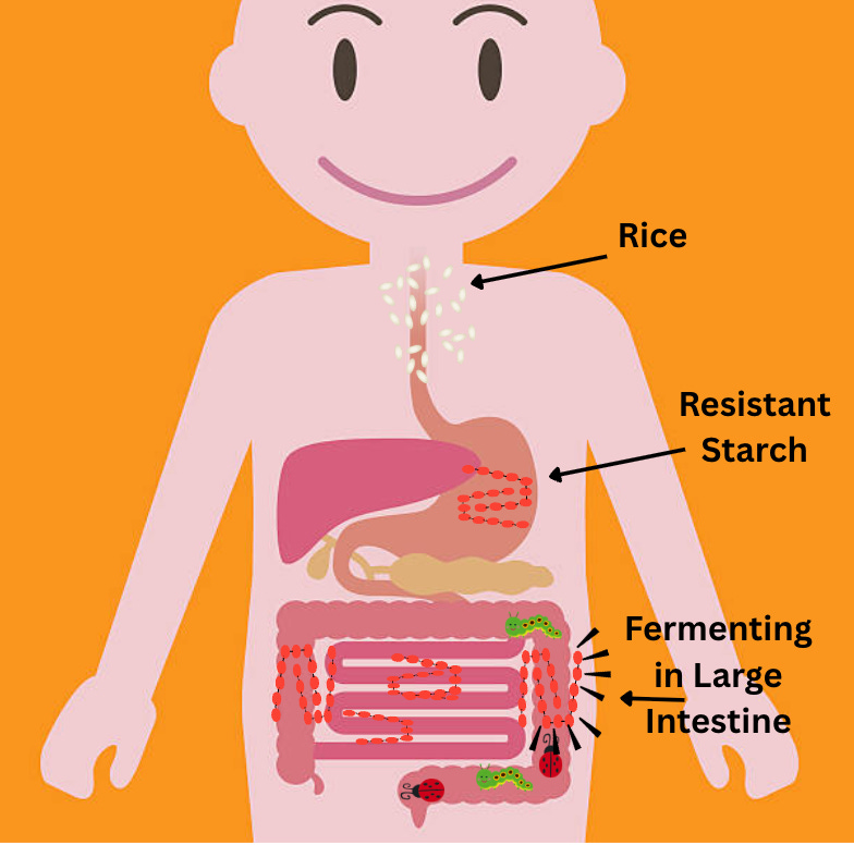 What Is Resistant Starch? Benefits, Food Sources, and How to Add It to ...