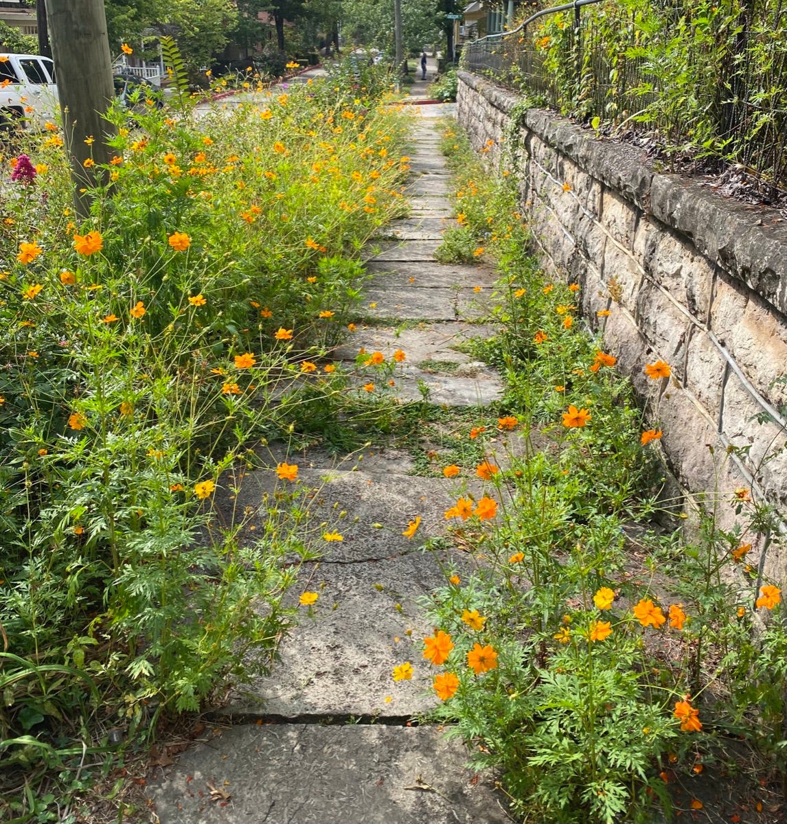 Orange Cosmos flowers planted along the sidewalk Spring Street Eureka Springs postcard