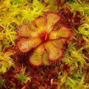 GROWING SUBTROPICAL DROSERA - by Dan DiPietro