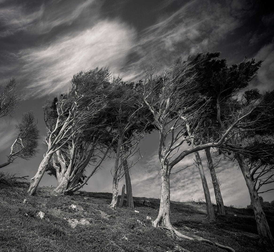 Windswept Trees