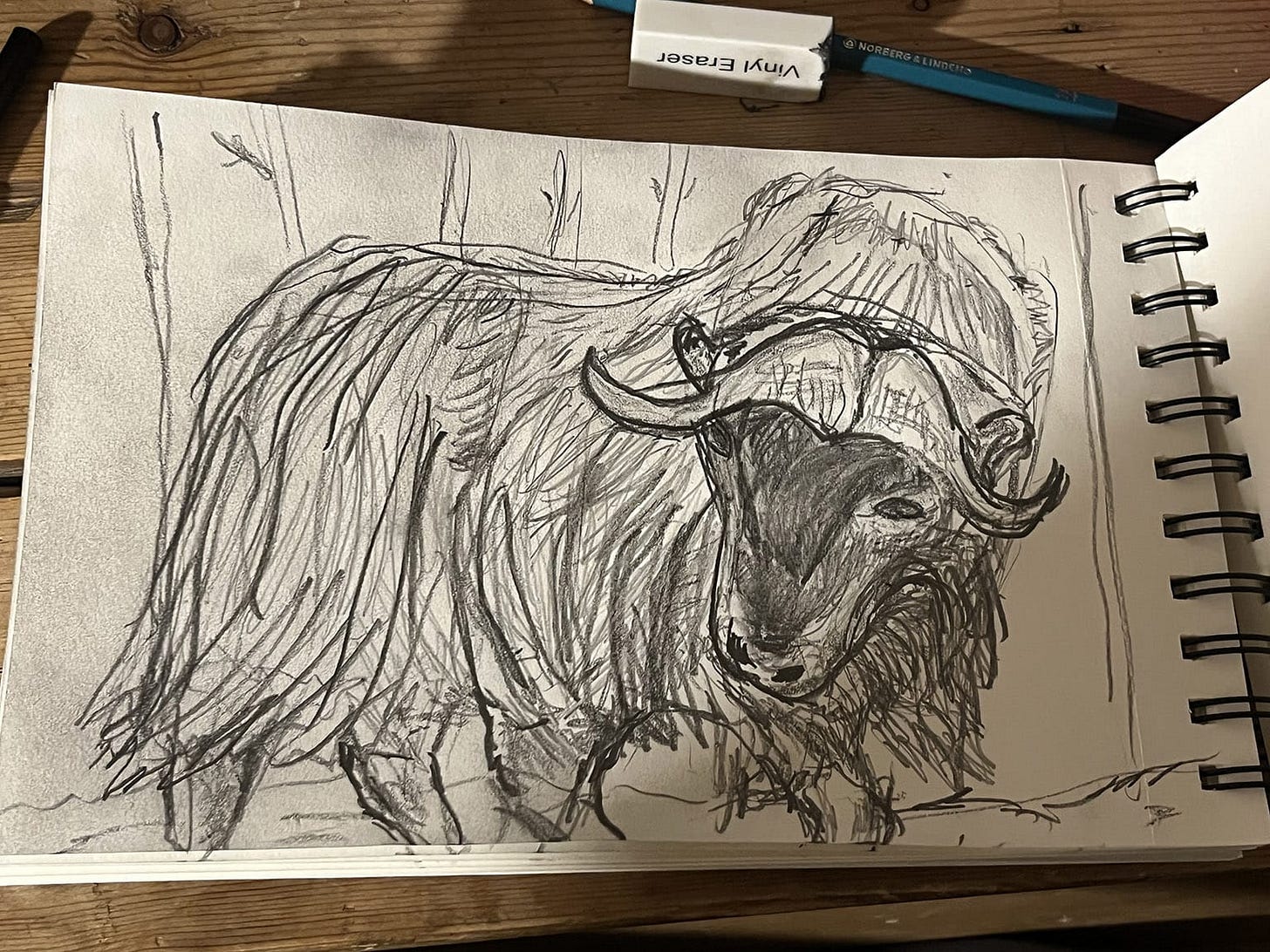 Musk ox