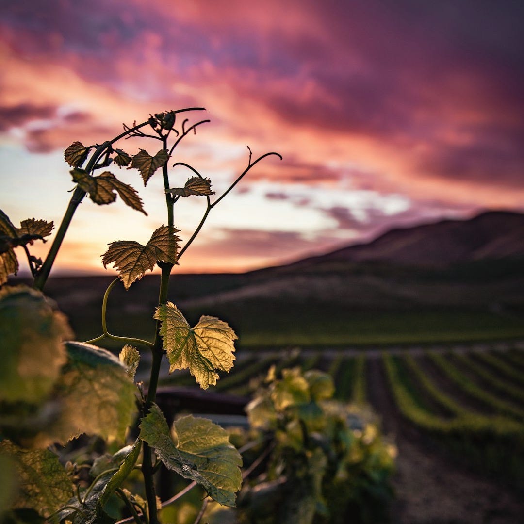 green fern plant during sunset green fern plant during sunset