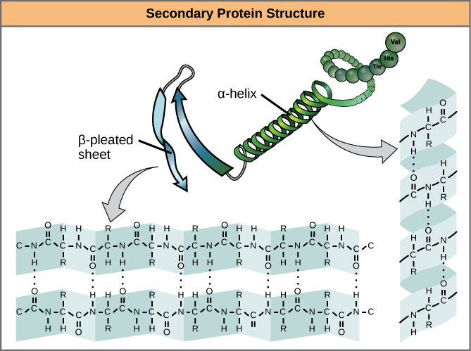 Images showing hydrogen bonding patterns in beta pleated sheets and alpha helices. Images showing hydrogen bonding patterns in beta pleated sheets and alpha helices.