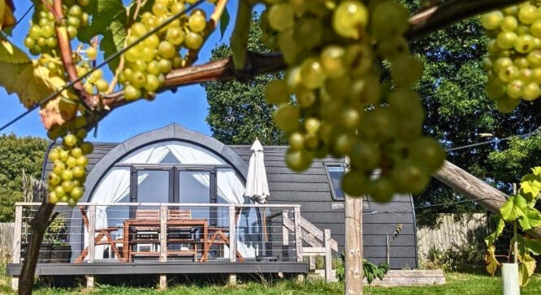 A vineyard with an arch of green grapes and a grey glamping pod with a balcony