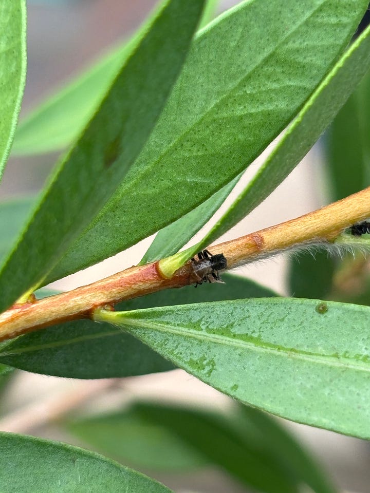 Australian garden pests