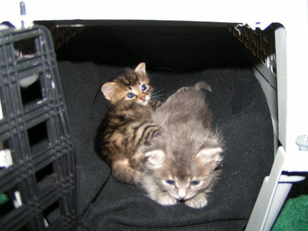 Kittens right cat carrier Kittens right cat carrier