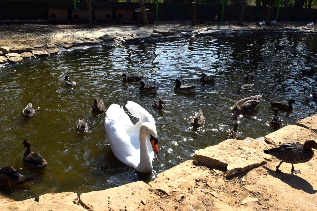 Bezár a cserszegtomaji madárpark, új otthona lesz Totó hattyúnak |  Turizmus.com