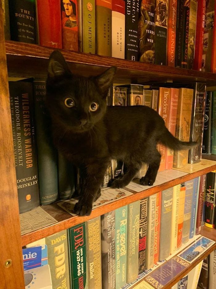 This may contain: a black cat sitting on top of a bookshelf filled with lots of books This may contain: a black cat sitting on top of a bookshelf filled with lots of books