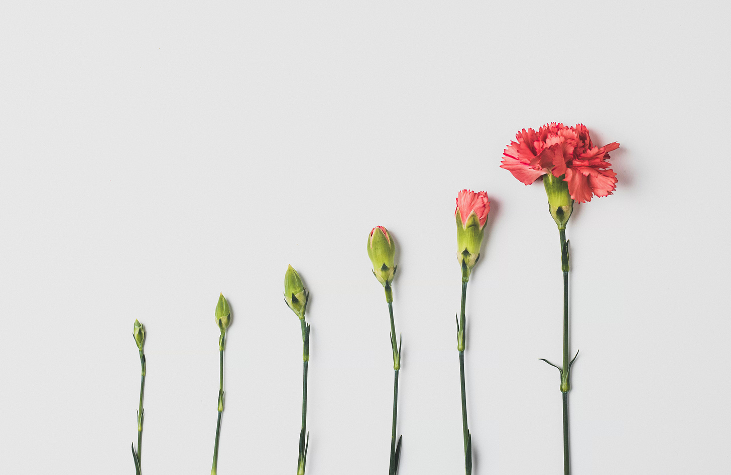 Carnations in various stages of bloom.