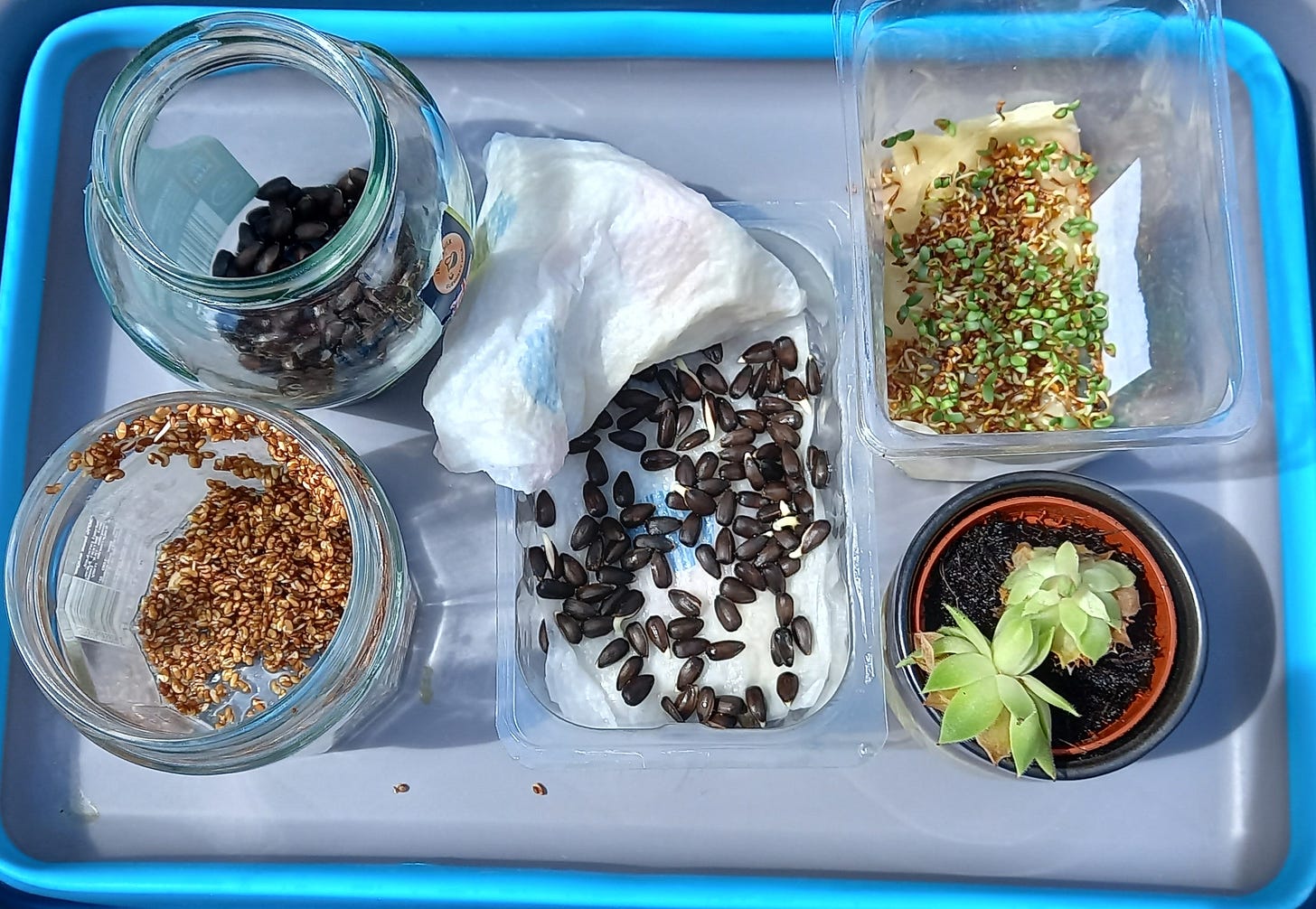 Gardd Hwyl--Hwyl's Garden Gardd Hwyl--Hwyl's Garden