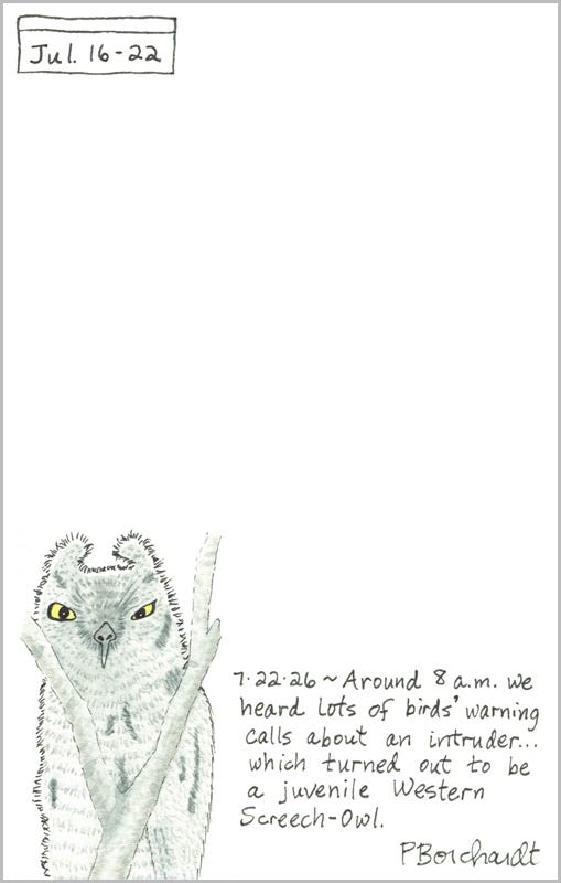 Perpetual Journal, week of Jul. 16-22: Juvenile Western Screech-Owl (2026) Perpetual Journal, week of Jul. 16-22: Juvenile Western Screech-Owl (2026)