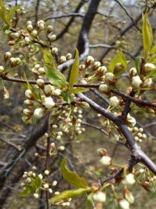 magic hedge blossom