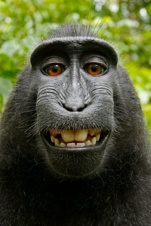 Monkey takes photos on camera