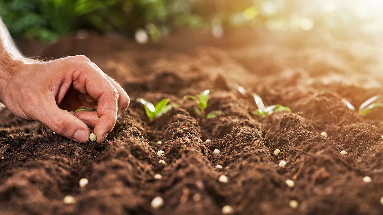 Human planting seeds on fresh soil