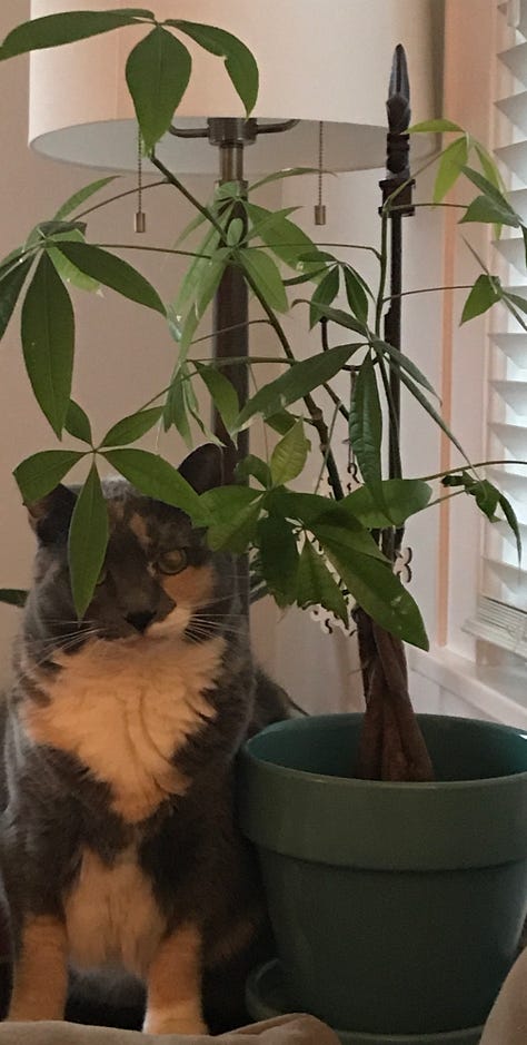 Eight pictures of houseplants. The center photo is a candle.