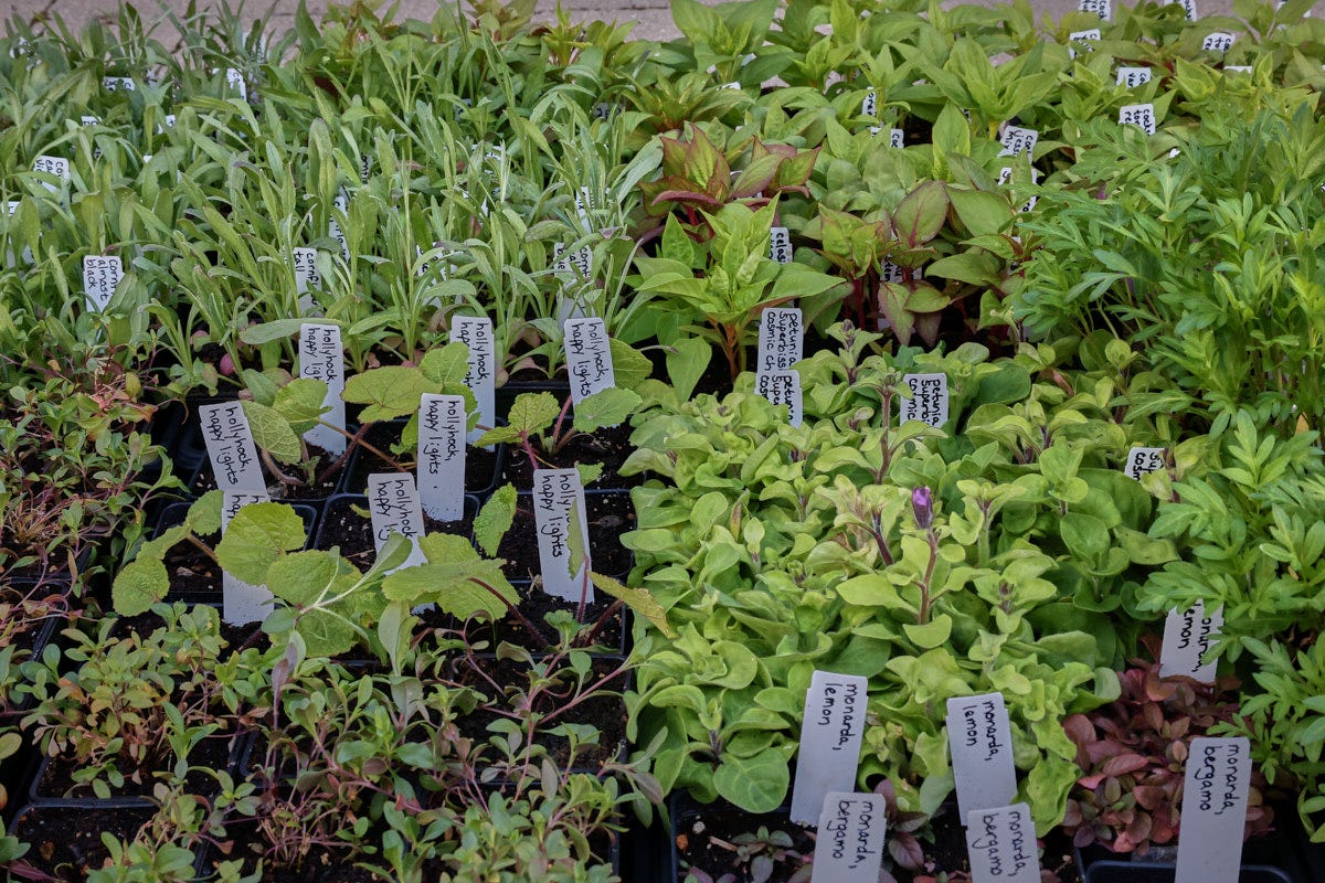 edible flowers in starter pots in nursery flats