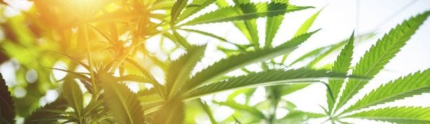 Marijuana plants with sun rays