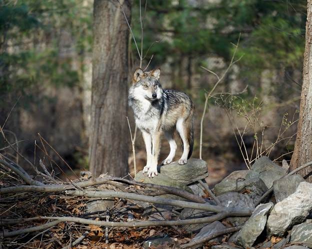 A wolf standing on a rock

AI-generated content may be incorrect.
