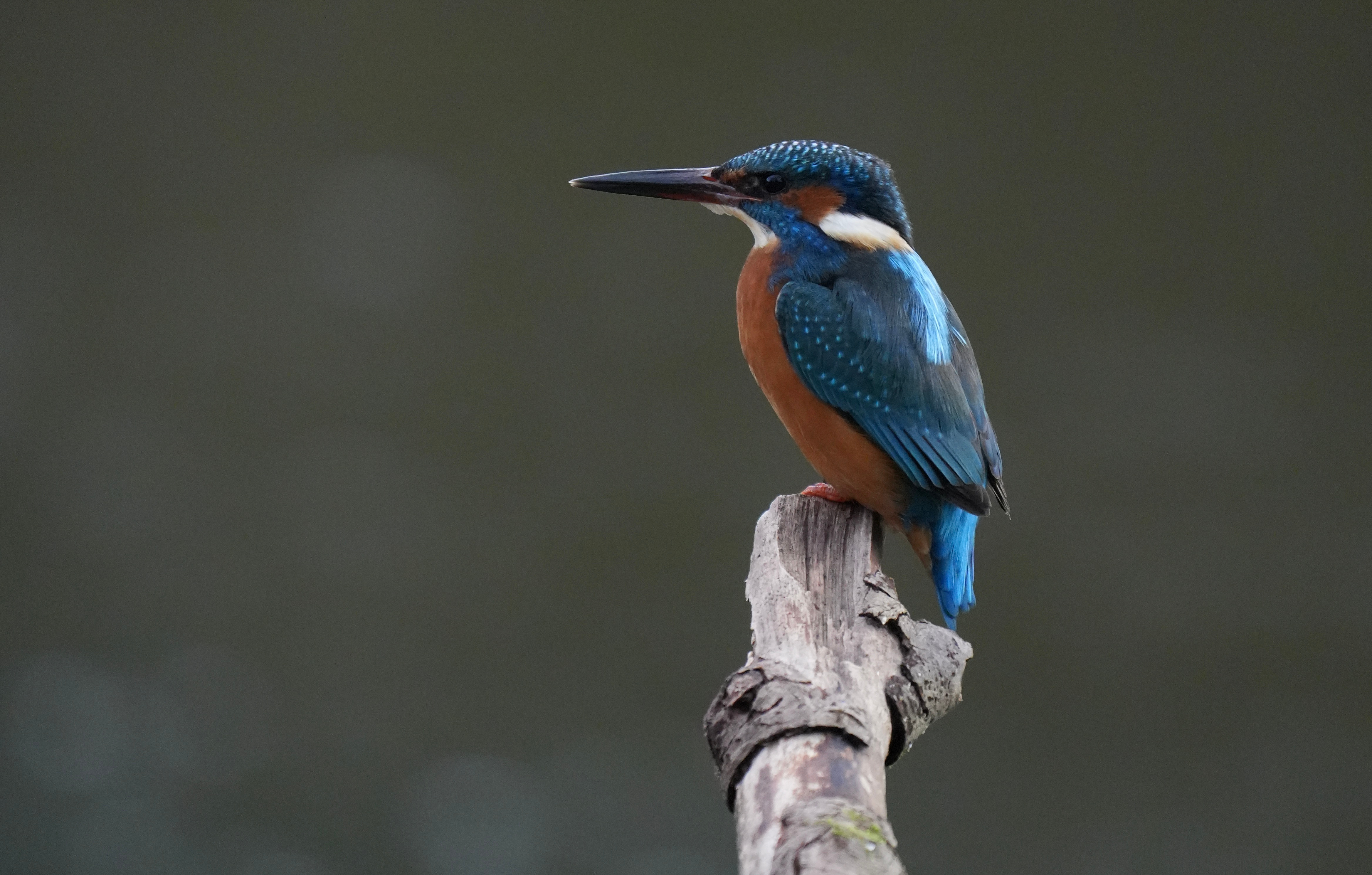 Kingfisher Alcedo Atthis Kingfisher Alcedo Atthis