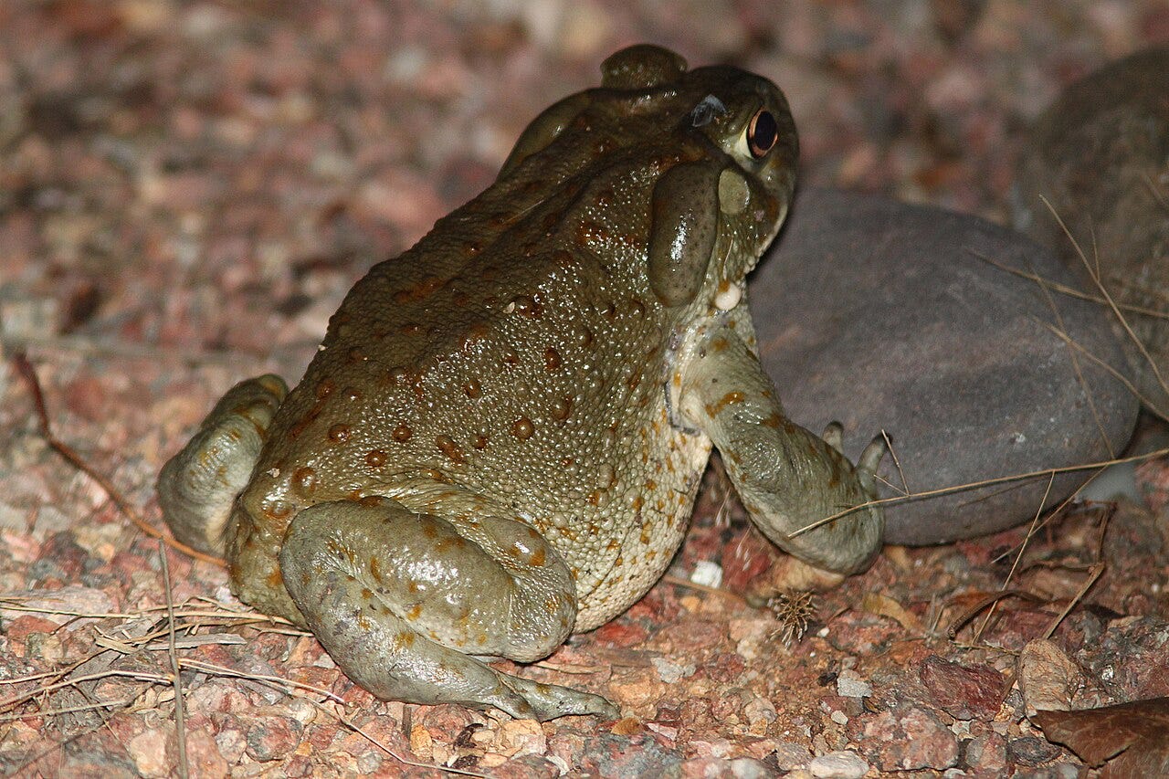 Sonoran Desert toad — Alan Schmierer / CC0 (Wikimedia Commons) Sonoran Desert toad — Alan Schmierer / CC0 (Wikimedia Commons)
