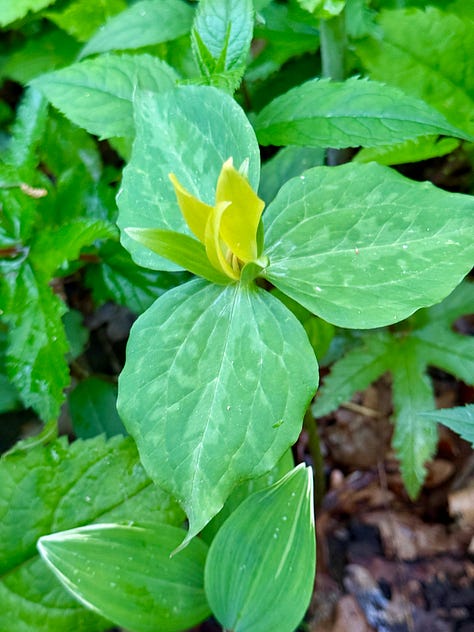Three beauties in the Spring bed: Trillium luteum, variegated Solomon's Seal, and a large group of the red Wake Robin, Trillium erectum, in need of division!