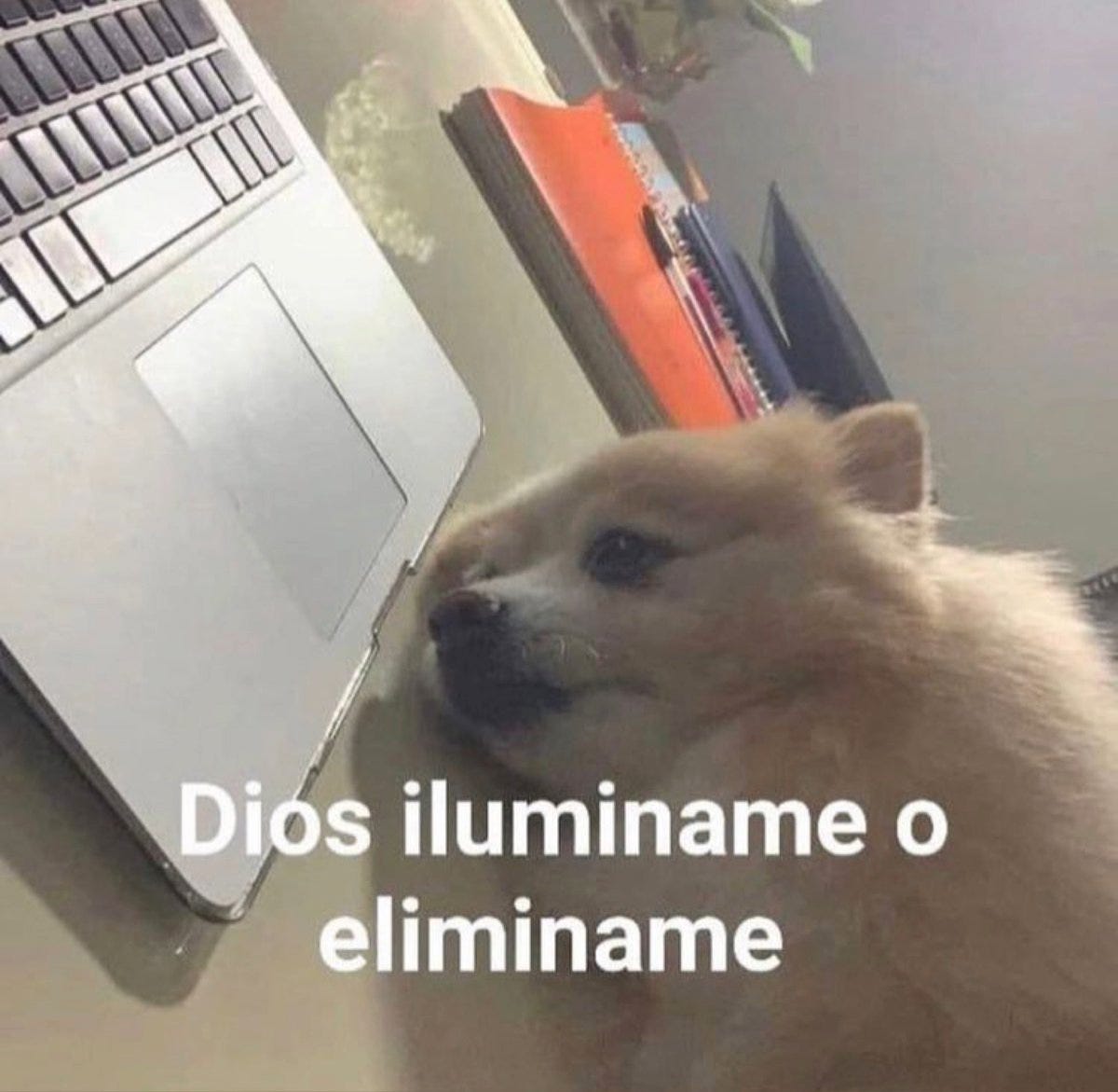 e. 🫧🌙 on X: "riuscirò ad andare avanti con la tesi? io ...