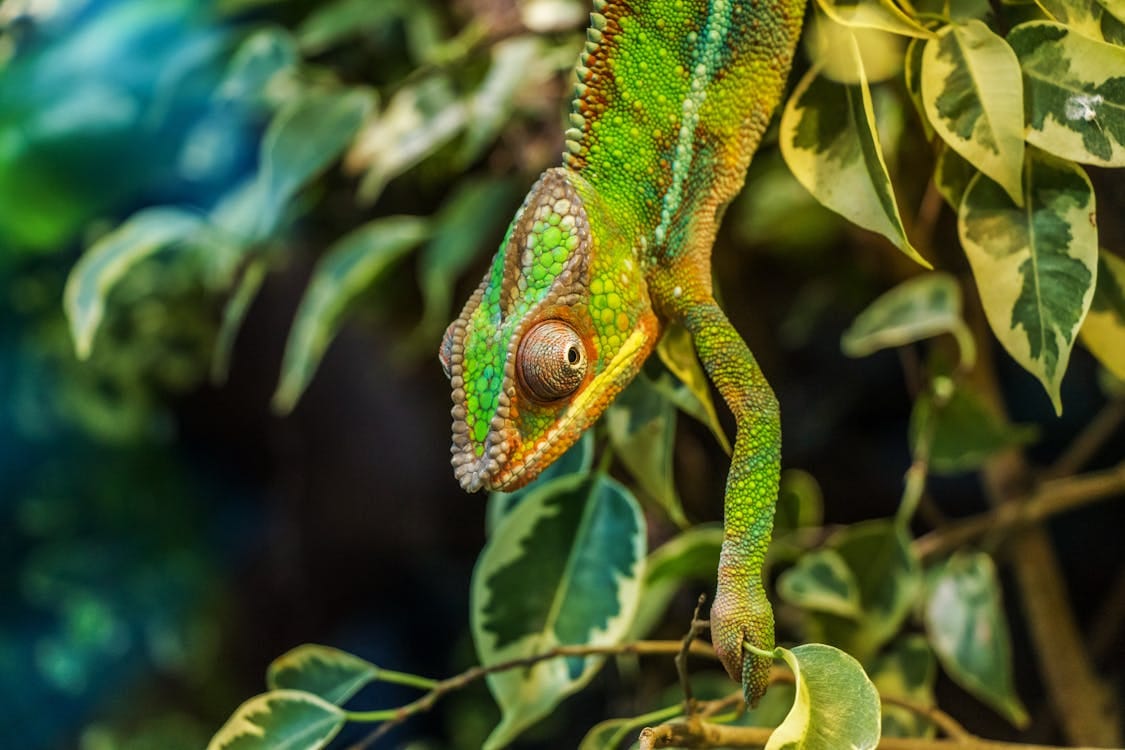 Free Green Chameleon on Green Leaved Tree Stock Photo