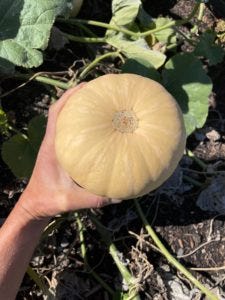 Butternut squash from my garden that grew quite large