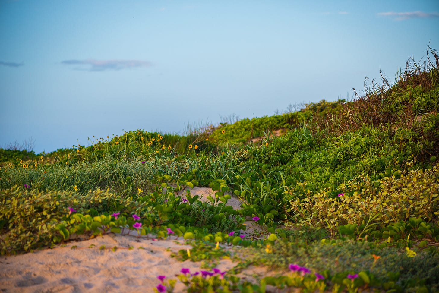 Beach covered in plants and bright flowers.