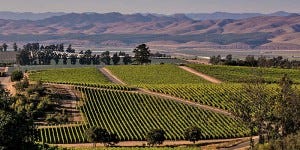A scenic vineyard view in California's Santa Maria Valley. A scenic vineyard view in California's Santa Maria Valley.