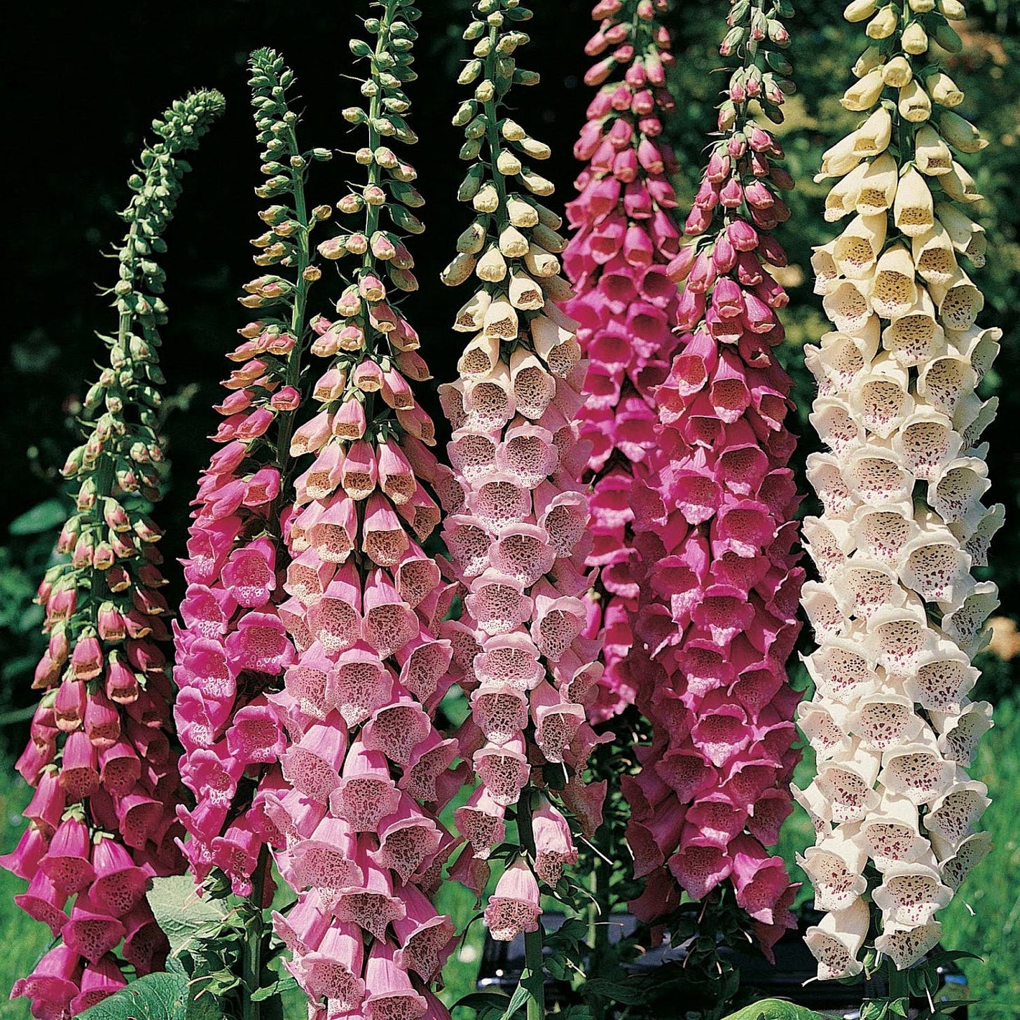 Foxglove | Mixed Colours – The Seed Company by E.W. Gaze