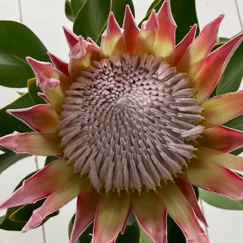 Planless in South Africa