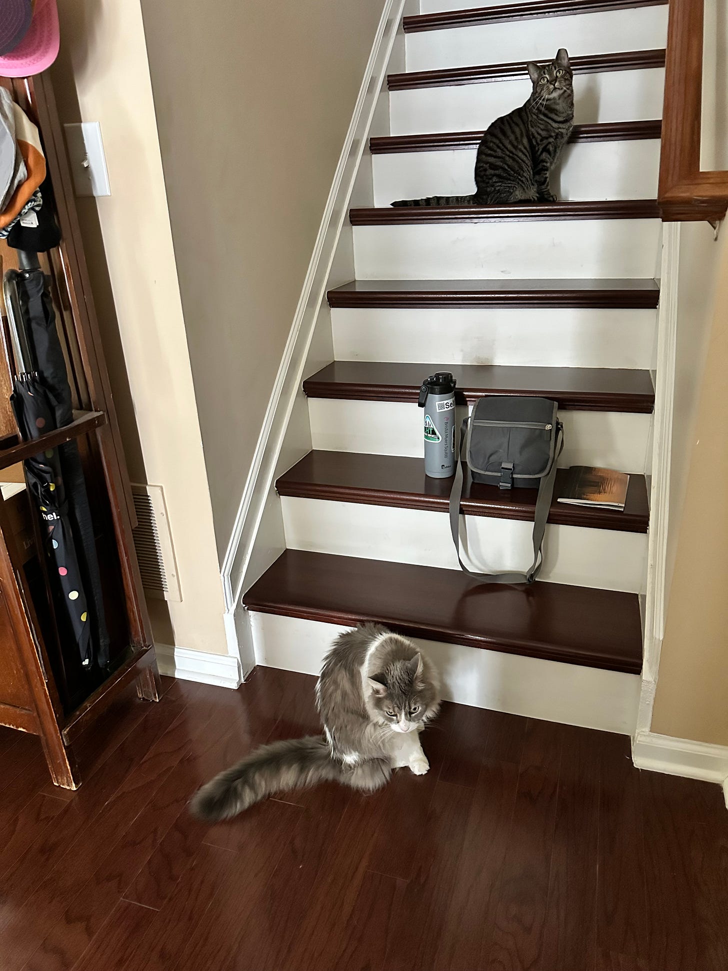 gray and white cat and dark gray tabby on a staircase. There's a water bottle and a cross-body pack on the bottom step. gray and white cat and dark gray tabby on a staircase. There's a water bottle and a cross-body pack on the bottom step.