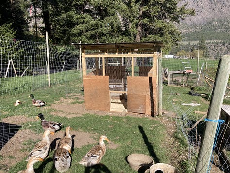 building a duck house