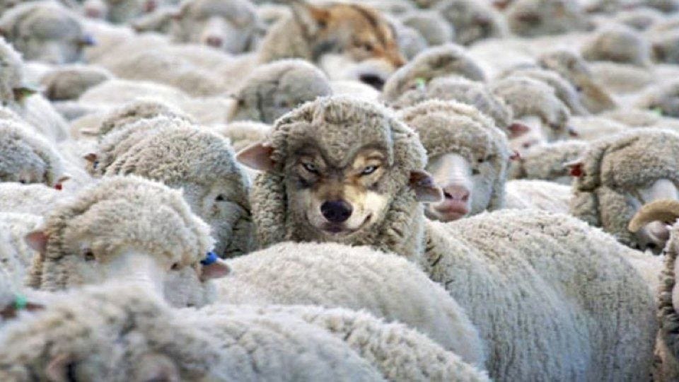 A wolf in sheep's clothing, surrounded by sheep