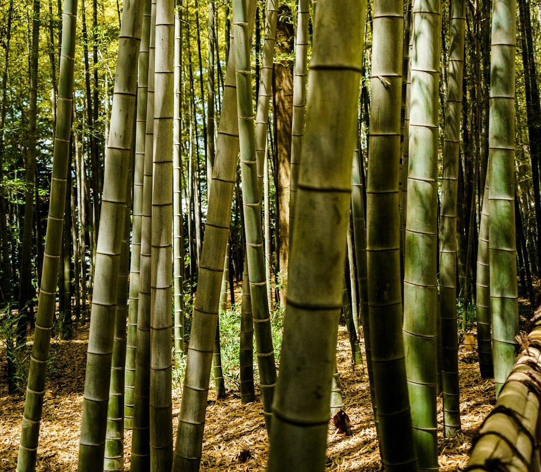 Tall bamboo trees in a serene forest.