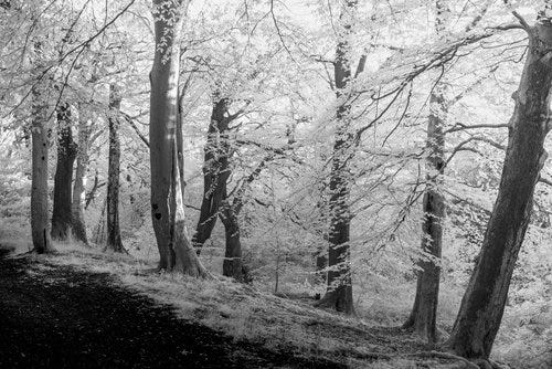 IR Trees A Day -12.jpg