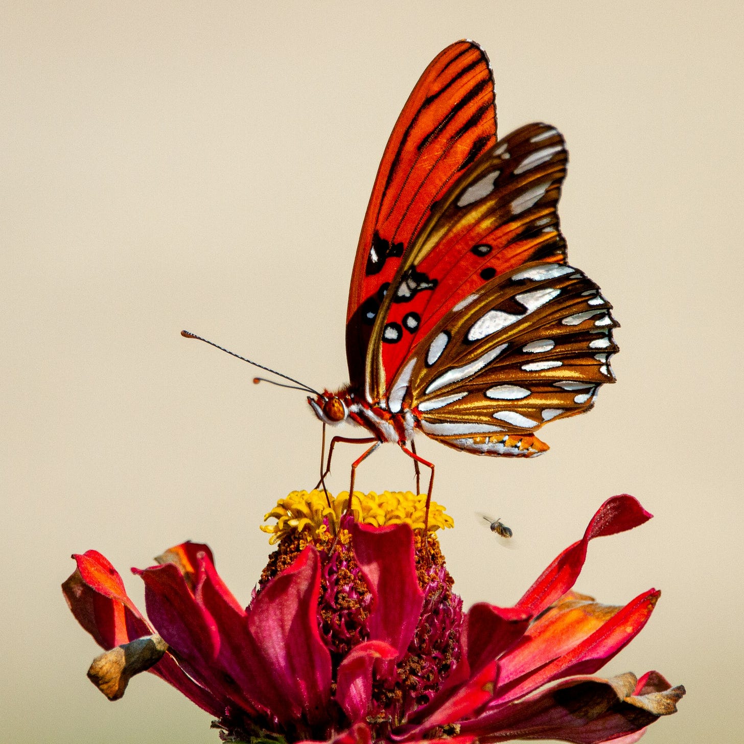 A gulf fritillary butterfly on a zinnia. A gulf fritillary butterfly on a zinnia.